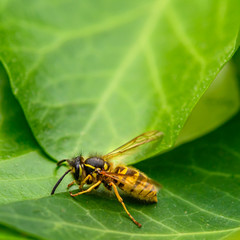 Macro shot of a wasp (Polistes dominula) sitting on a leaf in the garden.