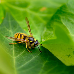 Macro shot of a wasp (Polistes dominula) sitting on a leaf in the garden.
