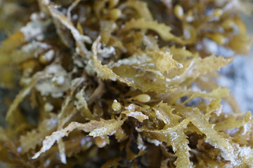 Braune und grüne algen im wasser auf mauritius im sommer 