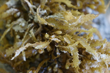 Braune und grüne algen im wasser auf mauritius im sommer 