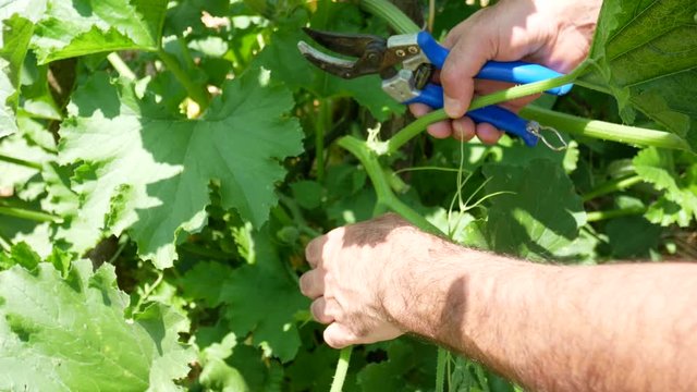 a farmer collects vegetables in the basket in the garden. the Talli are the leaves, the flowers, the shoots and the small fruits of pumpkins and courgettes (zucchini), very consumed in southern Italy