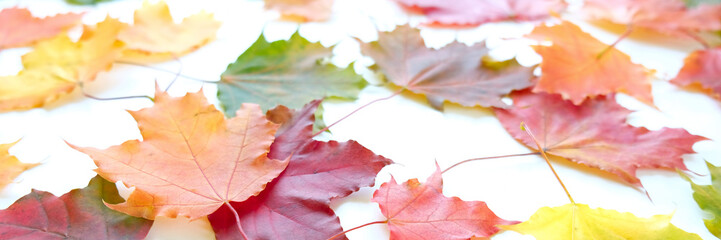 Red and Orange Autumn Leaves Background. On white background