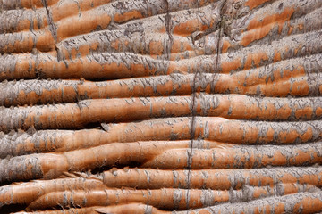 The old Nature Wood Texture for Background.