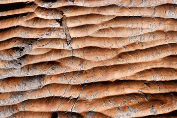 The old Nature Wood Texture for Background.