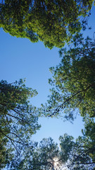 Beautiful bluest blue sky above the forest, view from below