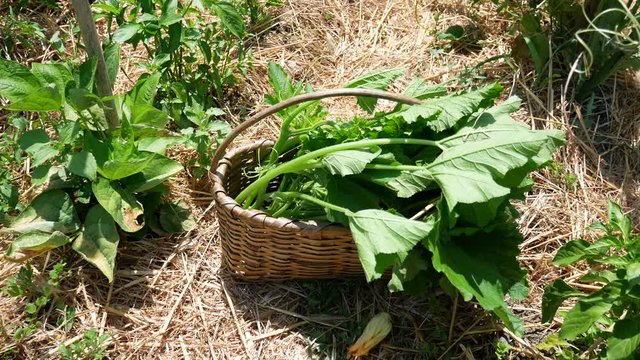 a farmer collects vegetables in the basket in the garden. the Talli are the leaves, the flowers, the shoots and the small fruits of pumpkins and courgettes (zucchini), very consumed in southern Italy