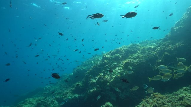 Underwater seascape many fish in the Mediterranean sea (seabreams and damselfish), France, Occitanie, Pyrenees-Orientales