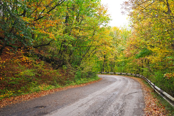 Fototapeta na wymiar Road in colorful autumn forest. Composition of nature