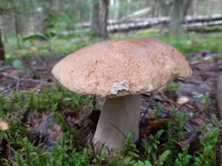 Boletus growing in the woods. Edible forest mushroom. Selective focus. Mobile photography.