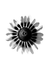 Flower isolated on white background. Abstract flower brush