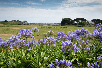 Troupeau de vache et agapanthes