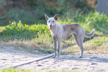 Ear-Marked for Compassion: Homeless Dog's Portrait