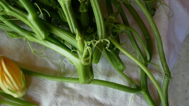 a farmer collects vegetables in the basket in the garden. the Talli are the leaves, the flowers, the shoots and the small fruits of pumpkins and courgettes (zucchini), very consumed in southern Italy