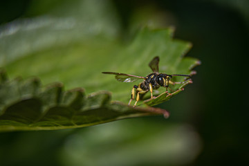 Vespe auf Blatt