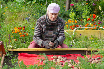 Russian elderly woman harvest potatoes in the garden. Senior works in the garden. the autumn harvest.