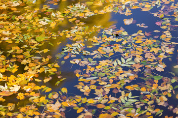 Abstract background of autumn leaves on water