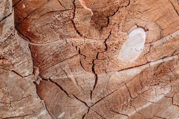 Background. Aged wood. Cut wood. Texture. Close-up.
