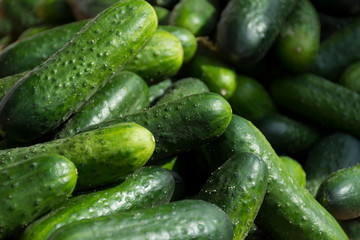 many ripe green cucumbers at the exhibition