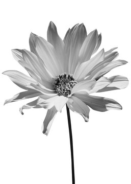 Beautiful black flower isolated on white background