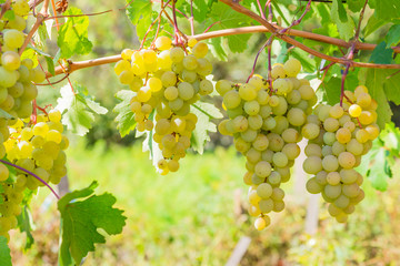 Gardening, agriculture, agronomy, fruit and berry cultivation. Harvest season. Viticulture. Healthy food. Ripe bunches of yellow white grape fruit hanging on a vine on a bush in a vineyard garden 