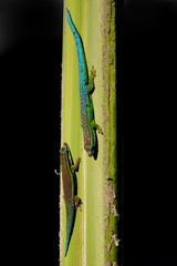 Two geckos on palm tree stem
