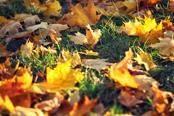 Background texture of colorful autumn leaves in the sunlight
