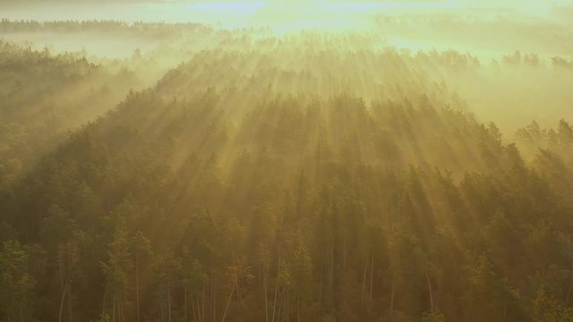 A drone flying over a summer blurred forest early in the morning. The sun's rays cut through the fog.