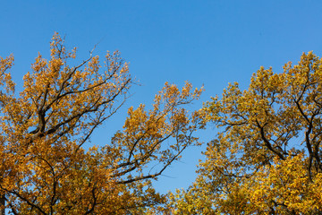 Autumn leaves with the blue sky background