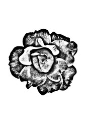 Black rose on white background