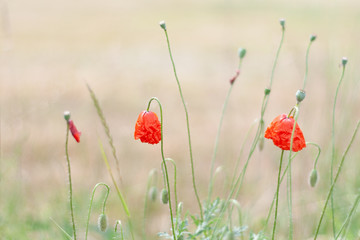Obraz premium Verblühter Mohn