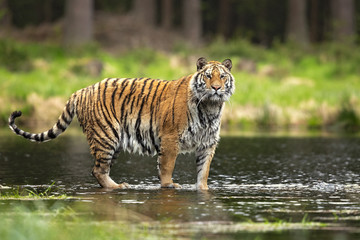 Siberian tiger is a Panthera tigris tigris population in the Russian Far East and Northeast China and possibly North Korea