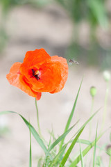 Fototapeta premium Mohn mit Schwebfliege