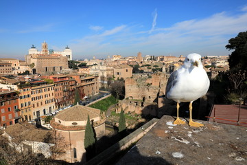 Fototapeta na wymiar Classic Rome - Seagulls at top , aerial view to old roof buildings and street