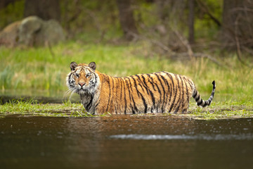 Siberian tiger is a Panthera tigris tigris population in the Russian Far East and Northeast China and possibly North Korea