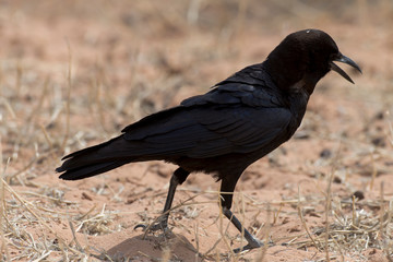 Corneille du Cap,.Corvus capensis, Cape Crow