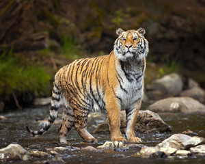 Siberian tiger is a Panthera tigris tigris population in the Russian Far East and Northeast China and possibly North Korea