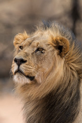 Lion, Panthera leo, Parc national du Kalahari, Afrique du Sud