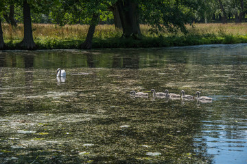 Swan family in the park on the Drottningholm island in Stockholm