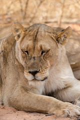 Lion, lionne, Panthera leo, Parc national du Kalahari, Afrique du Sud