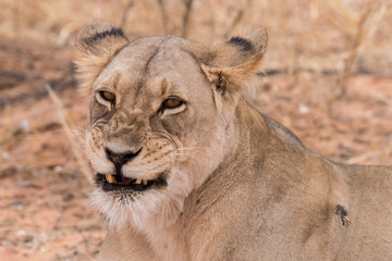 Lion, lionne, Panthera leo, Parc national du Kalahari, Afrique du Sud
