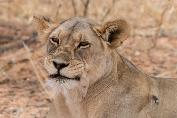 Fototapeta na wymiar Lion, lionne, Panthera leo, Parc national du Kalahari, Afrique du Sud