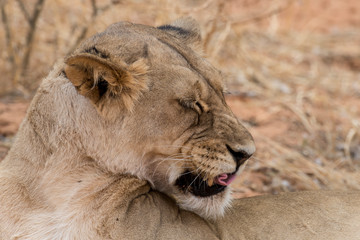 Lion, lionne, Panthera leo, Parc national du Kalahari, Afrique du Sud