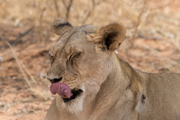 Lion, lionne, Panthera leo, Parc national du Kalahari, Afrique du Sud