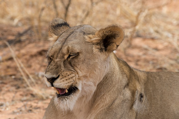 Obraz na płótnie Canvas Lion, lionne, Panthera leo, Parc national du Kalahari, Afrique du Sud
