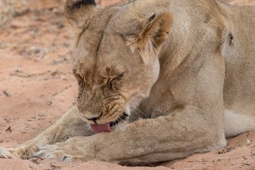 Lion, lionne, Panthera leo, Parc national du Kalahari, Afrique du Sud