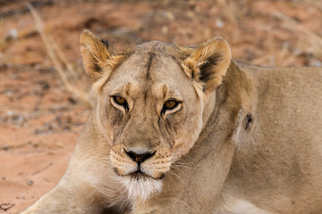 Lion, lionne, Panthera leo, Parc national du Kalahari, Afrique du Sud