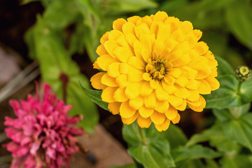 Zinnia flowers are in full blooming