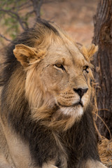 Fototapeta na wymiar Lion, Panthera leo, Parc national du Kalahari, Afrique du Sud