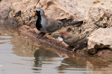 Tourterelle masquée,.Oena capensis, Namaqua Dove