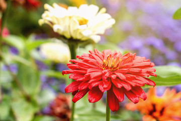 Zinnia flowers are in full blooming